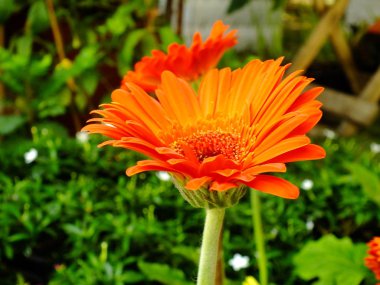 gerbera alt Papatya bahçesinde