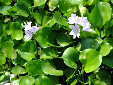 Doğal su nehir su sümbül çiçeği