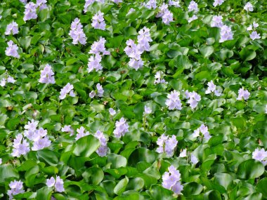 Doğal su nehir su sümbül çiçeği