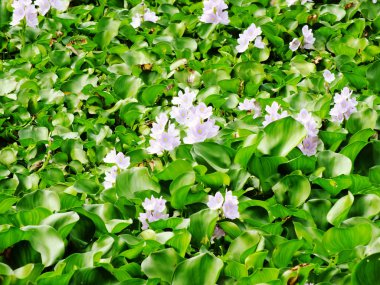 Doğal su nehir su sümbül çiçeği