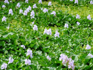 Doğal su nehir su sümbül çiçeği