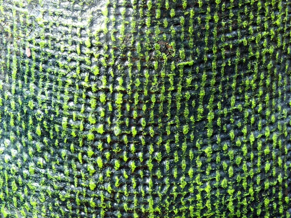 Green Texture Vivid Pattern Background — Stock Photo, Image