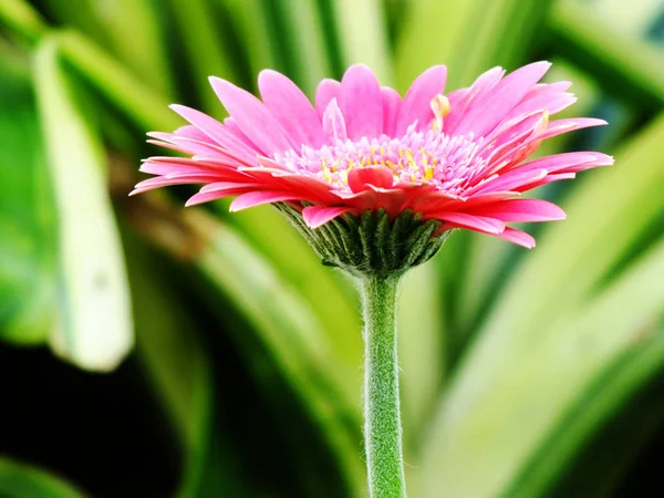 gerbera daisy lower in the garden