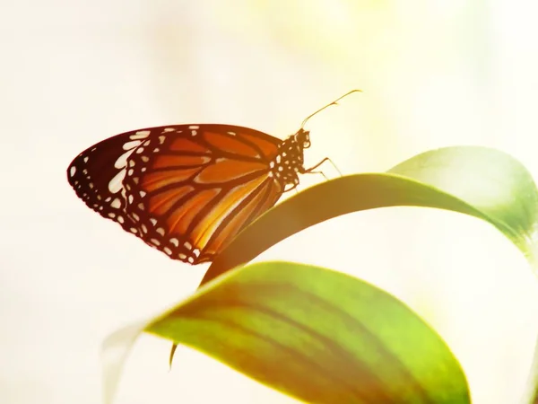 Lovely Butterfly Insects Colorful Filter Nature Background — Stock Photo, Image