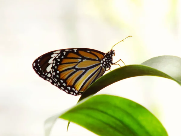 Lovely Butterfly Insects Colorful Filter Nature Background — Stock Photo, Image