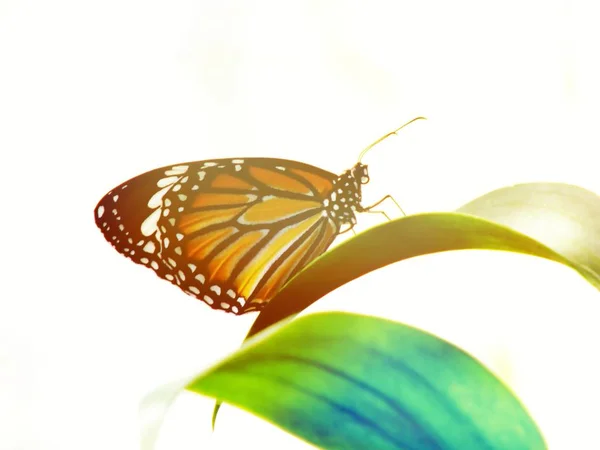 lovely butterfly insects with colorful filter nature background