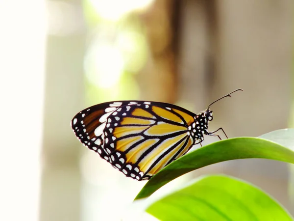 Lovely Butterfly Insects Colorful Filter Nature Background — Stock Photo, Image