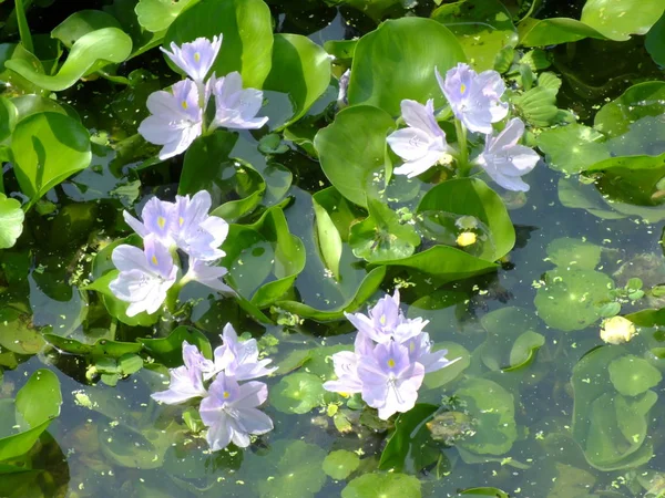 Wasserhyazinthen Blühen Natürlichem Wasser Fluss — Stockfoto