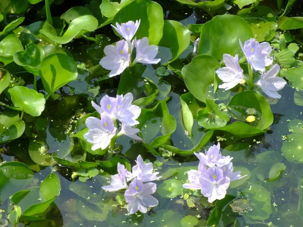 Wasserhyazinthen Blühen Natürlichem Wasser Fluss — Stockfoto