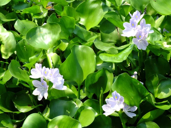 Wasserhyazinthen Blühen Natürlichem Wasser Fluss — Stockfoto