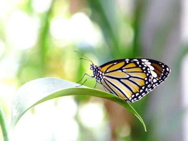 Lovely Butterfly Insects Colorful Filter Nature Background — Stock Photo, Image