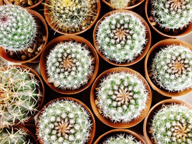 kaktüs leziz bir tencerede Grubu'nun Üstten Görünüm
