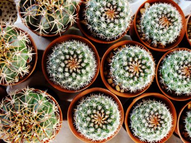 kaktüs leziz bir tencerede Grubu'nun Üstten Görünüm