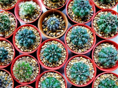 kaktüs leziz bir tencerede Grubu'nun Üstten Görünüm