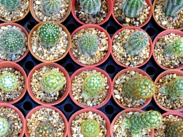 Bovenaanzicht Van Groep Cactus Succulente Een Pot — Stockfoto