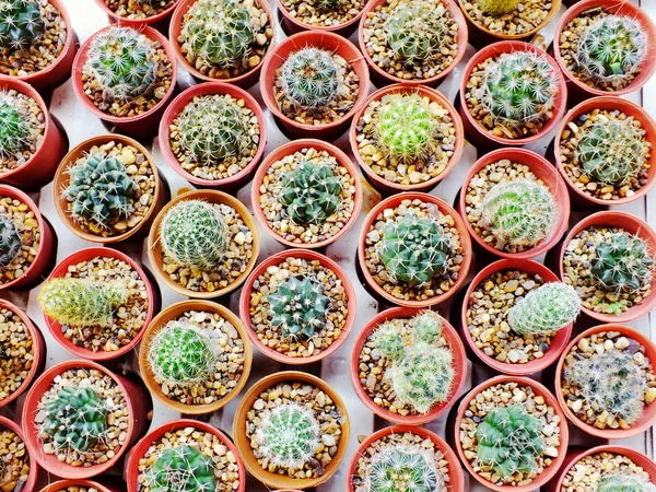 Vista Dall Alto Gruppo Cactus Succulenti Una Pentola — Foto Stock