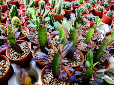 kaktüs leziz bir tencerede Grubu'nun Üstten Görünüm