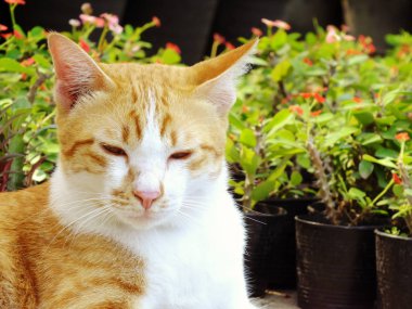 kahverengi turuncu tekir kedi yerde yatarken