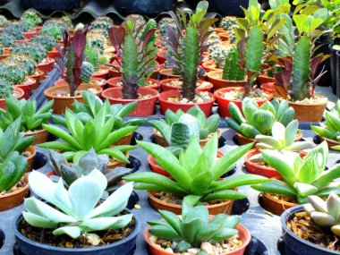 kaktüs leziz bir tencerede Grubu'nun Üstten Görünüm