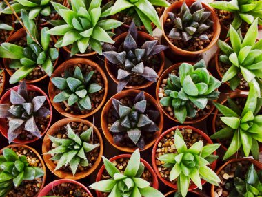 kaktüs leziz bir tencerede Grubu'nun Üstten Görünüm