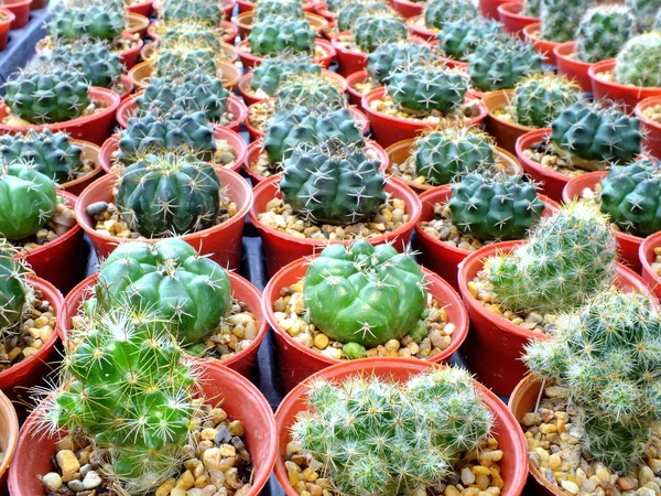 Vue Dessus Groupe Cactus Succulent Dans Pot — Photo