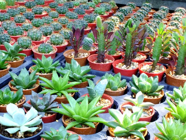 Vue Dessus Groupe Cactus Succulent Dans Pot — Photo