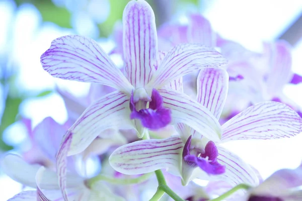 Prachtige Orchidee Bud Bloemen Close Natuur Achtergrond — Stockfoto
