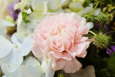 Pembe karanfiller çiçek açıyor. Yakın plan.