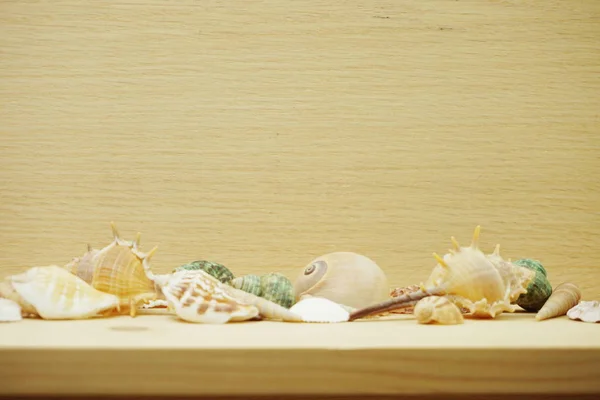 seashell marine decoration with space copy on wooden background