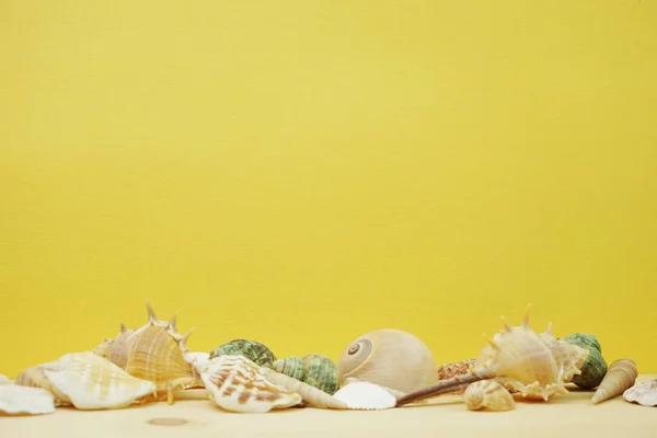 seashell marine decoration with space copy on yellow background