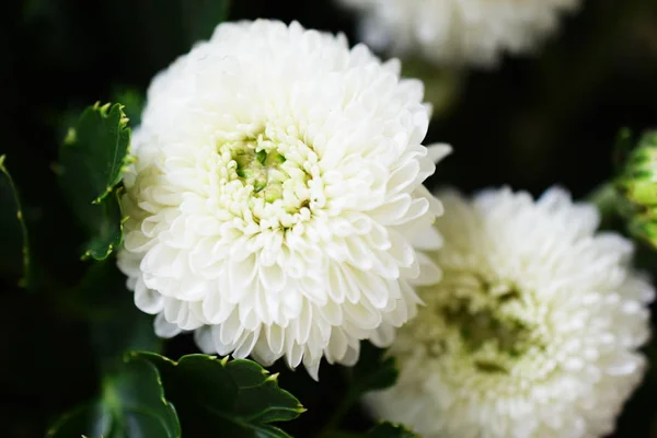 Belle Fleur Chrysanthème Blanc Gros Plan — Photo