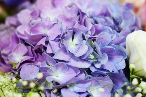 색상으로 아름다운 보라색 클로즈업 — 스톡 사진