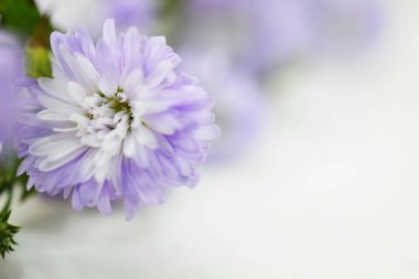 Uzay kopya arka plan ile Mor leylak çiçek