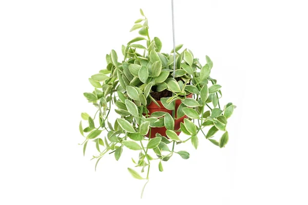 Green house ivy plant Hanging in flower pot isolated on white background