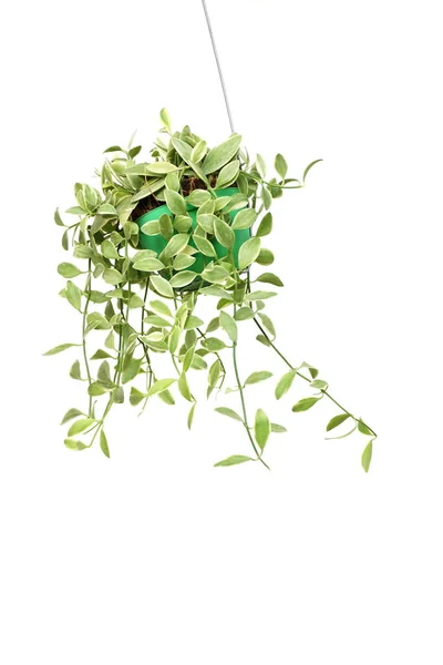 Green House Ivy Plant Hanging Flower Pot Isolated White Background — Stock Photo, Image