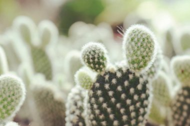 Yeşil Kaktüs Sulu Küçük Bitki Bahçesi