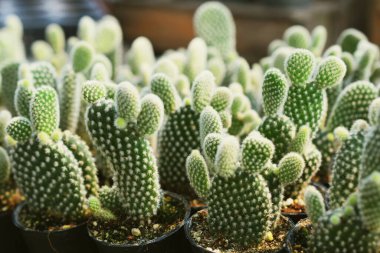 Yeşil Kaktüs Sulu Küçük Bitki Bahçesi