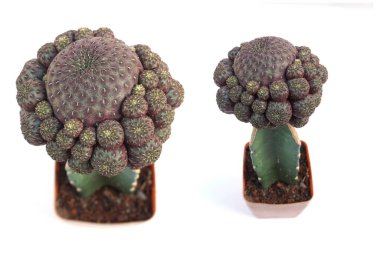 Kaktüs Sulu Bitkisi beyaz arkaplanda izole edildi