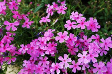 Küçük pembe çiçek ve yeşil yaprak arkaplan