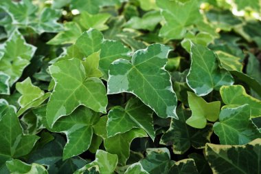 Hedera Helix sarmaşık yeşili bitki arkaplanı bırakıyor