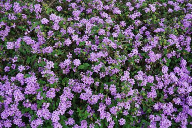 Küçük pembe çiçek ve yeşil yaprak arkaplan