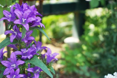 Dev Çan Çiçeği Bitkileri (Campanula Latifolia) doğa arka planı