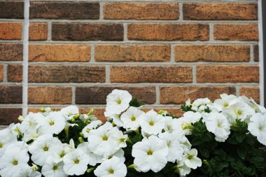 Beyaz Petunya Çiçeği ile dekore edilmiş tuğla duvar