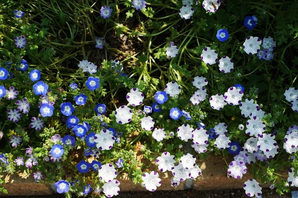 Vivido Blu Fiore Fiore Primavera Estate Sfondo — Foto Stock