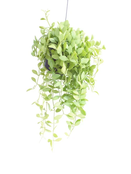 Groene Huis Klimop Plant Opknoping Bloempot Geïsoleerd Witte Achtergrond — Stockfoto