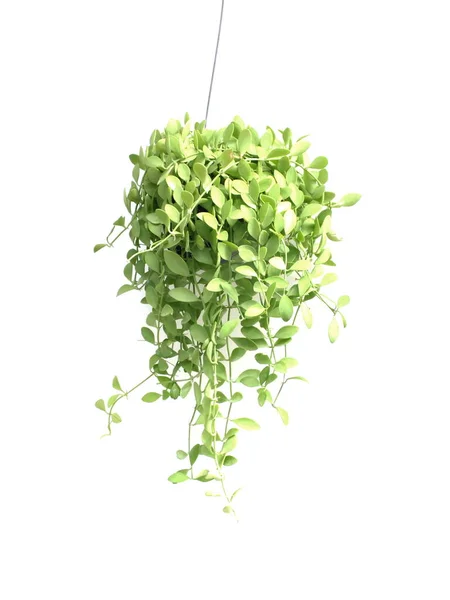 Groene Huis Klimop Plant Opknoping Bloempot Geïsoleerd Witte Achtergrond — Stockfoto