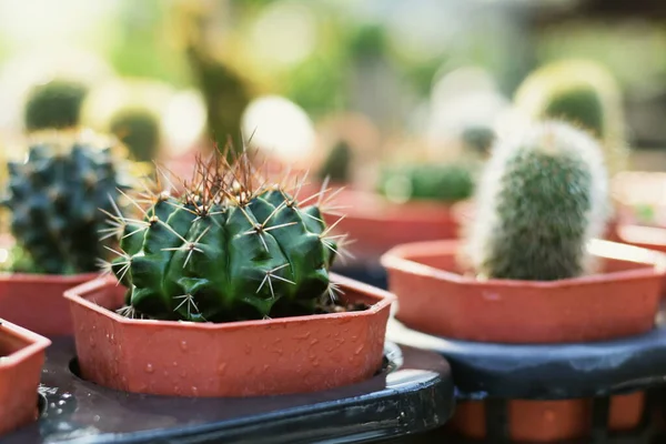 Cactus Verde Succulento Piccolo Giardino Domestico Della Pianta — Foto Stock