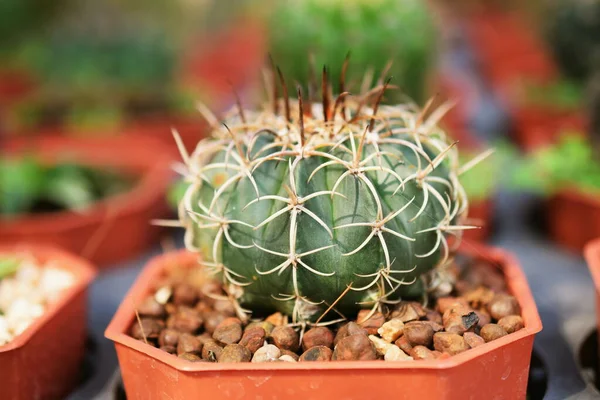 Green Cactus Succulent Small Plant Home Garden — Stock Photo, Image