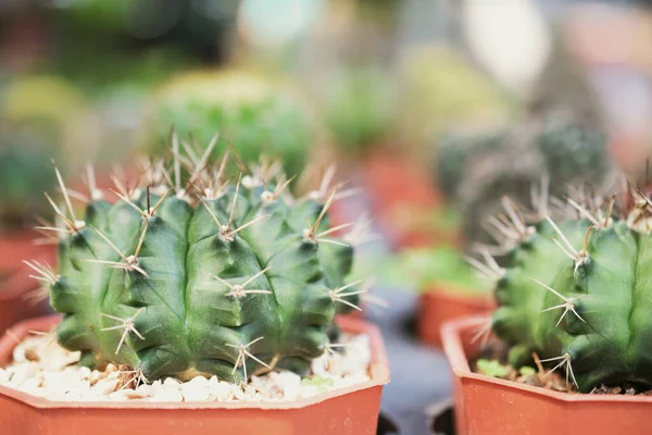 Cactus Verde Succulento Piccolo Giardino Domestico Della Pianta — Foto Stock