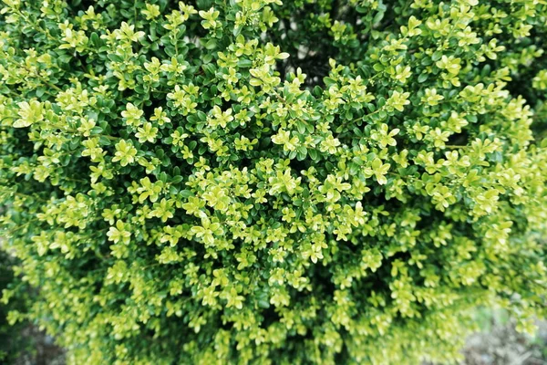 Κοντινό Πλάνο Του Fresh Green Φύλλα Φόντο Της Φύσης — Φωτογραφία Αρχείου